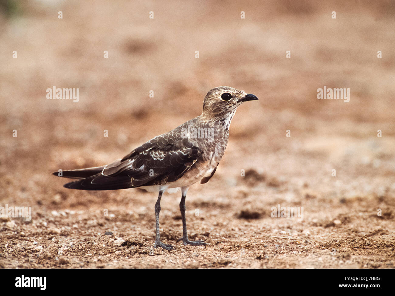 Juvenile Oriental Pratincole, (Glareola maldivarum), Rajasthan, Indien Stockfoto