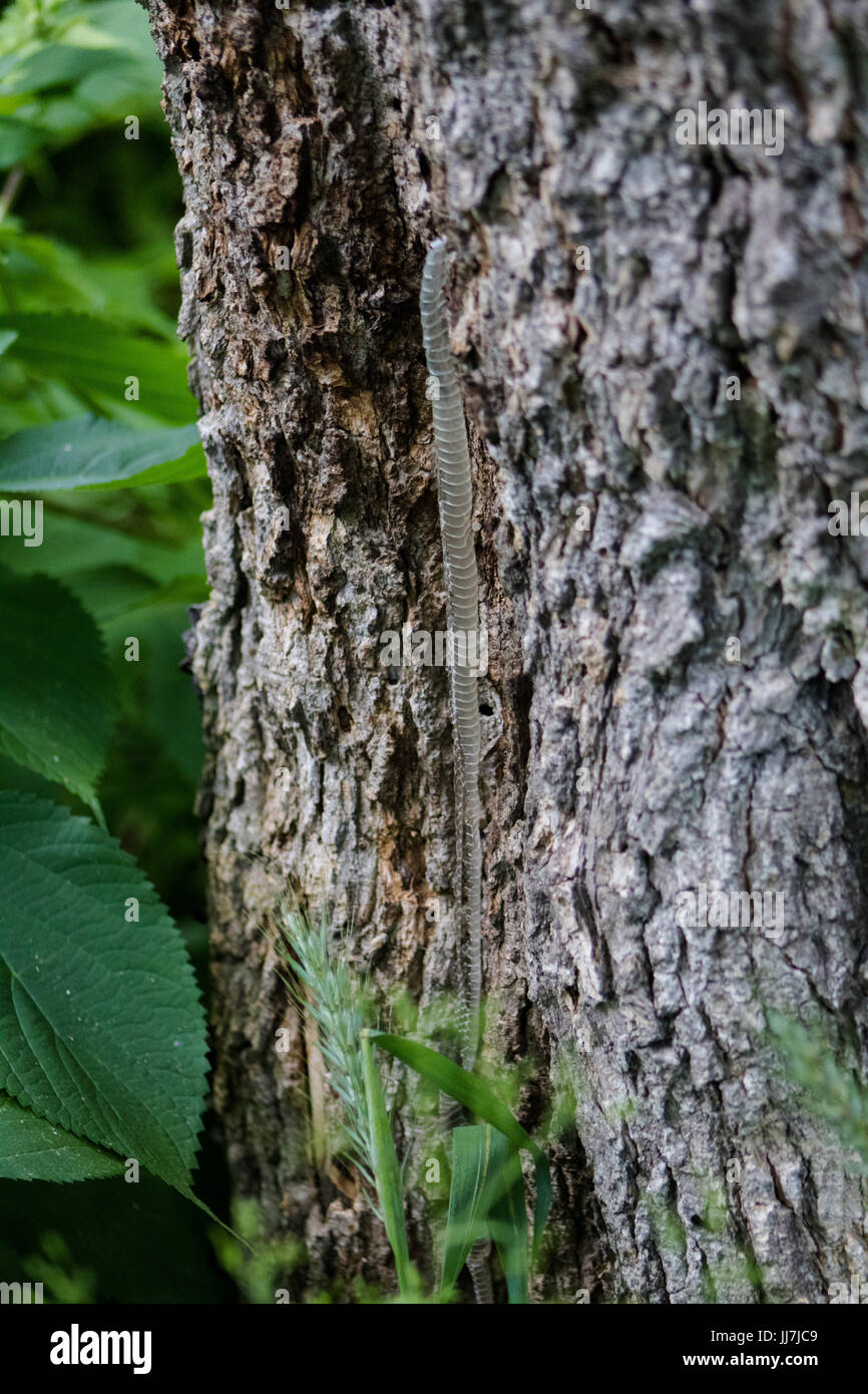 Snakeskin links auf einem Baum Stockfoto