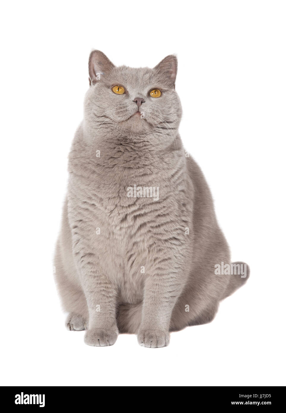 Eine graue Katze Britisch Kurzhaar-Fett mit gelben Augen, Hintergrund  isoliert Stockfotografie - Alamy