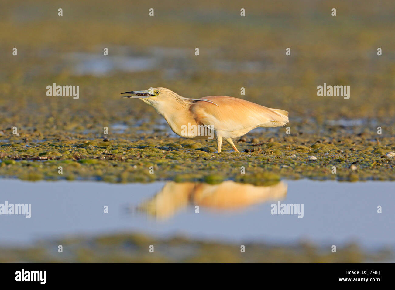 Squacco Heron Essen einen Frosch im Donaudelta Rumäniens Stockfoto