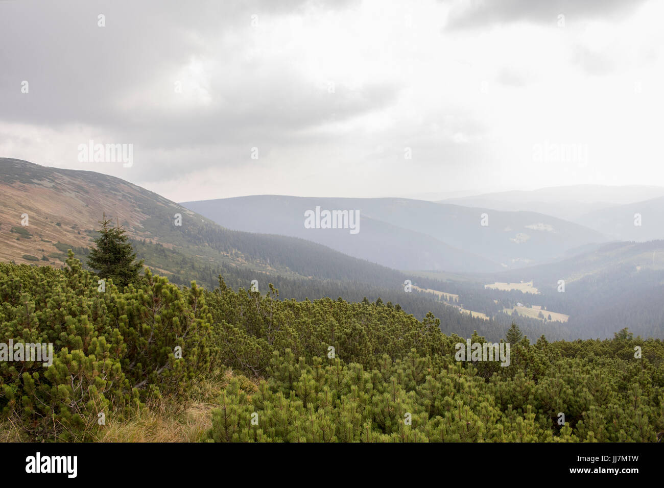 Herbst Berg Lansdcape in bedecktem Wih Latschen in der front Stockfoto