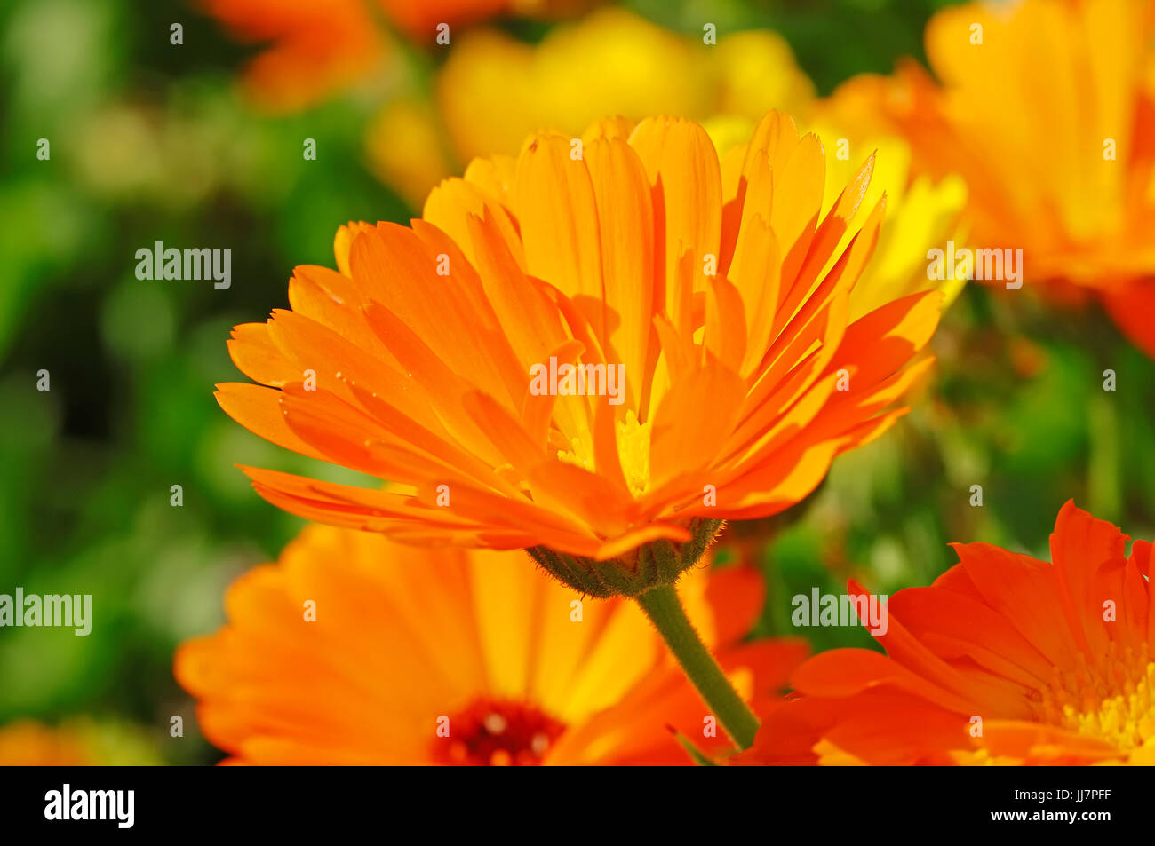 Ringelblume / (Calendula Officinalis) / englische Garten-Ringelblume, Garten-Ringelblume, englische Ringelblume, Garten-Ringelblume Stockfoto