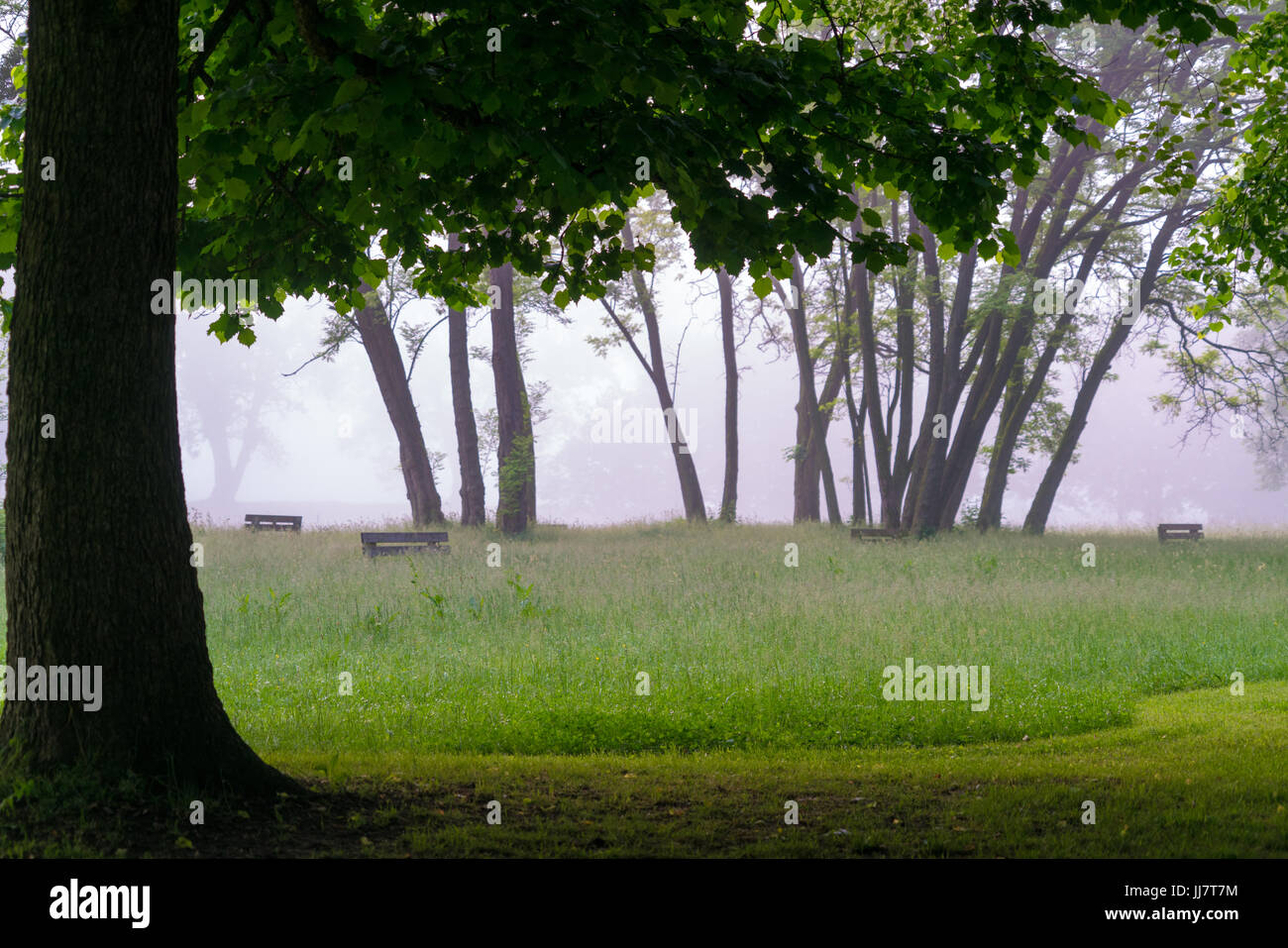 Nebel in den Morgen-park Stockfoto
