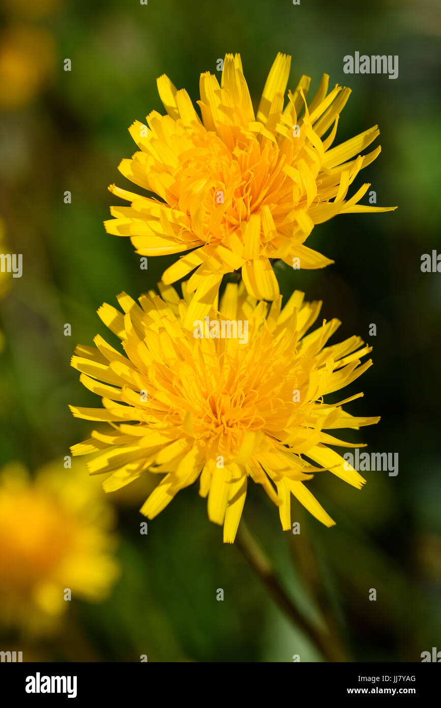 Löwenzahn Blumen auf grünem Hintergrund jedoch unscharf Stockfoto