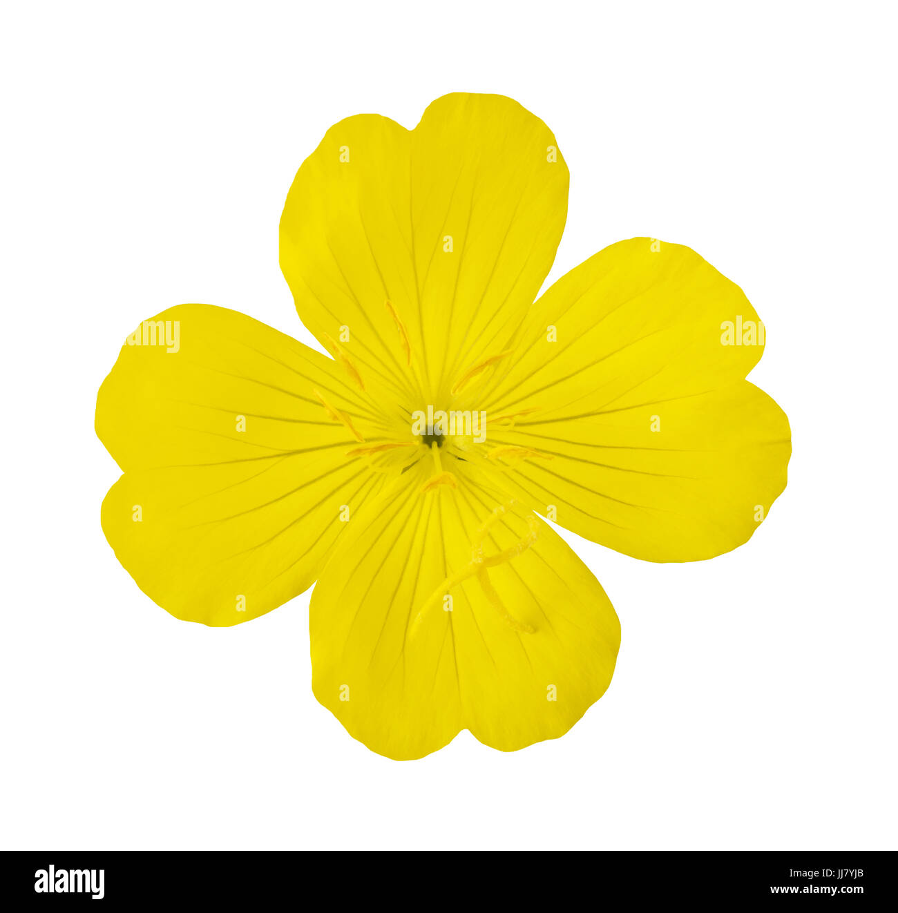 gemeinsame Nachtkerze Blume isoliert auf weiss Stockfoto