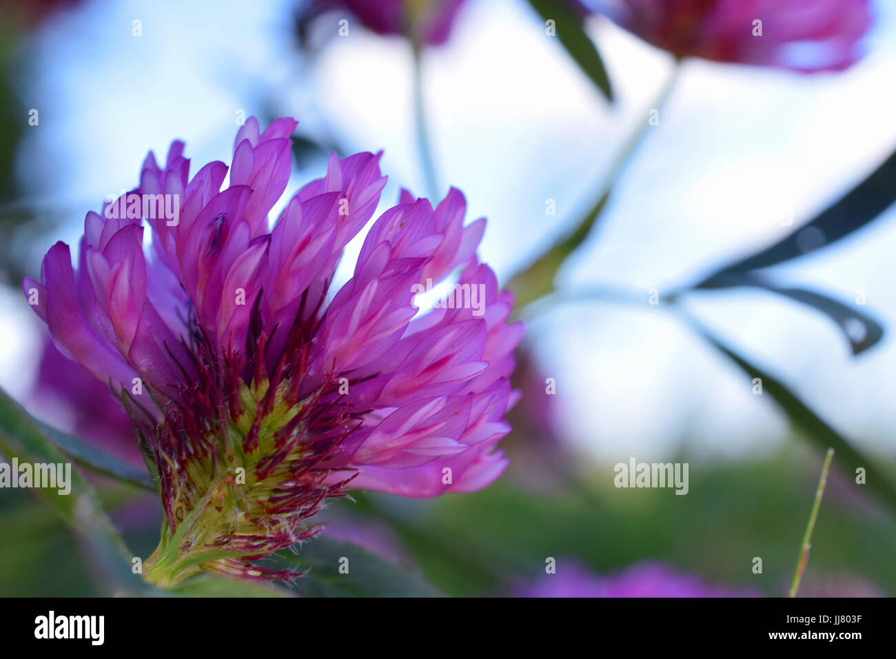 Blume Rot-Klee (Trifolium Pratense). Fokus auf Vordergrund. Stockfoto