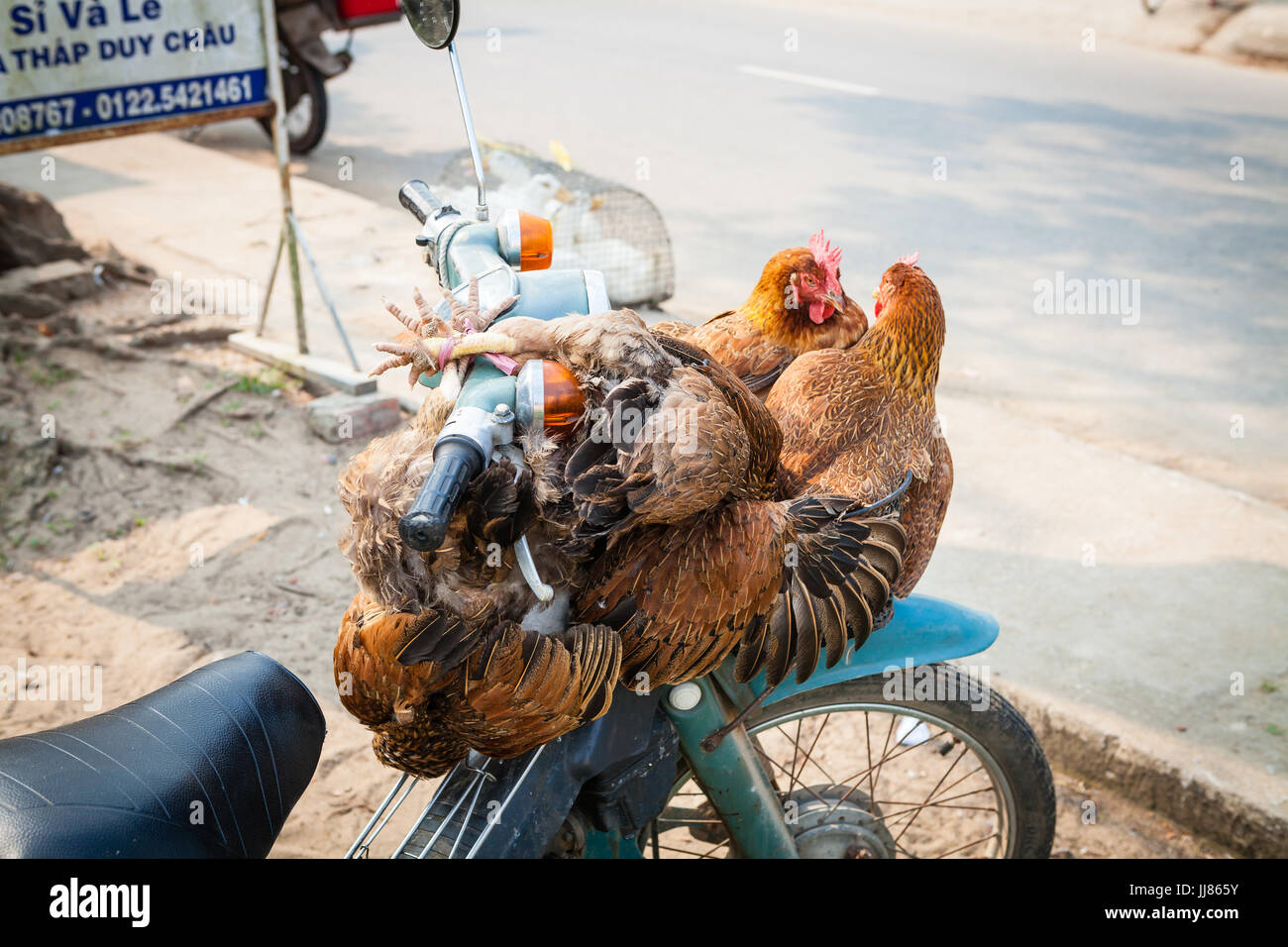 Mittleren Vietnam - 14. März 2017: traditionelle Art und Weise für den Transport von lebendem Geflügel ist, die Vögel, den Roller zu binden Stockfoto