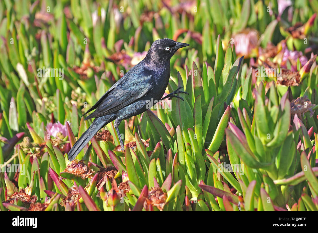 Great Tail Grackle Stockfoto