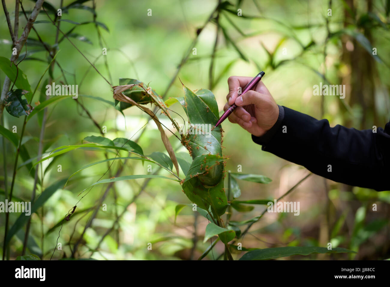 Die Hände der tierischen Forscher sind Ameisen in den Wäldern überprüfen. Stockfoto