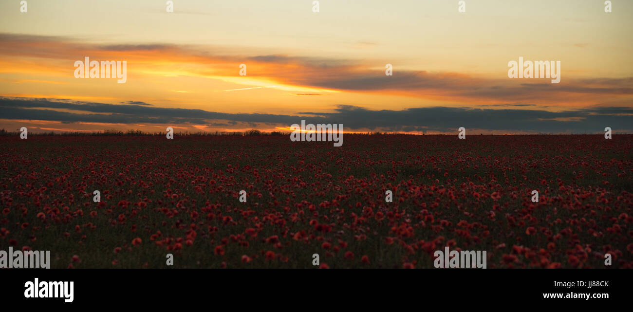 Rote Mohnblumen in einem Feld in England. Ein weites Feld an rote Mohnblumen auf goldene Stunde, das goldene Licht und den Sonnenuntergang zu fangen Stockfoto