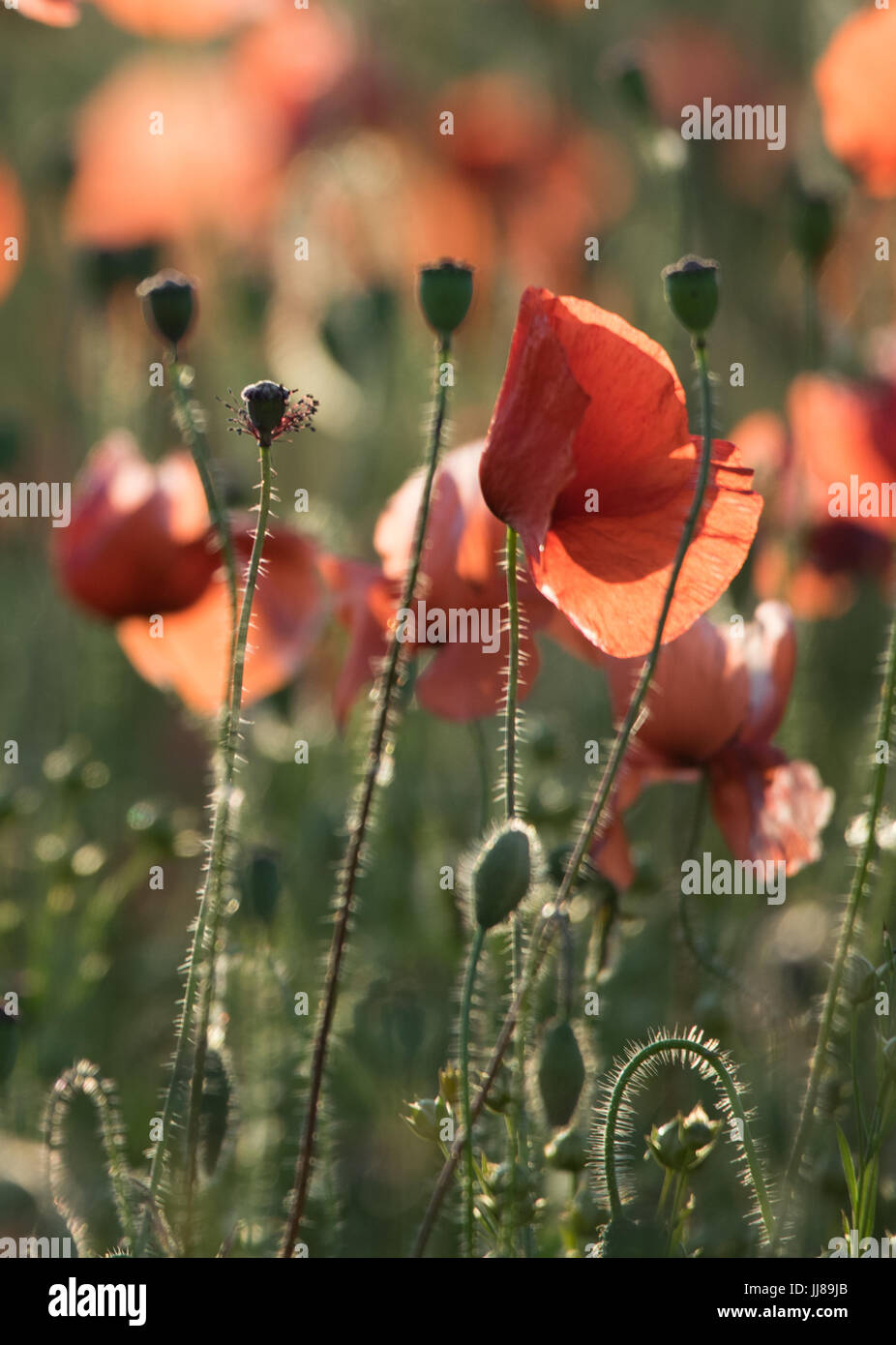 Rote Mohnblumen in einem Feld in England. Ein weites Feld an rote Mohnblumen auf goldene Stunde, das goldene Licht und den Sonnenuntergang zu fangen Stockfoto