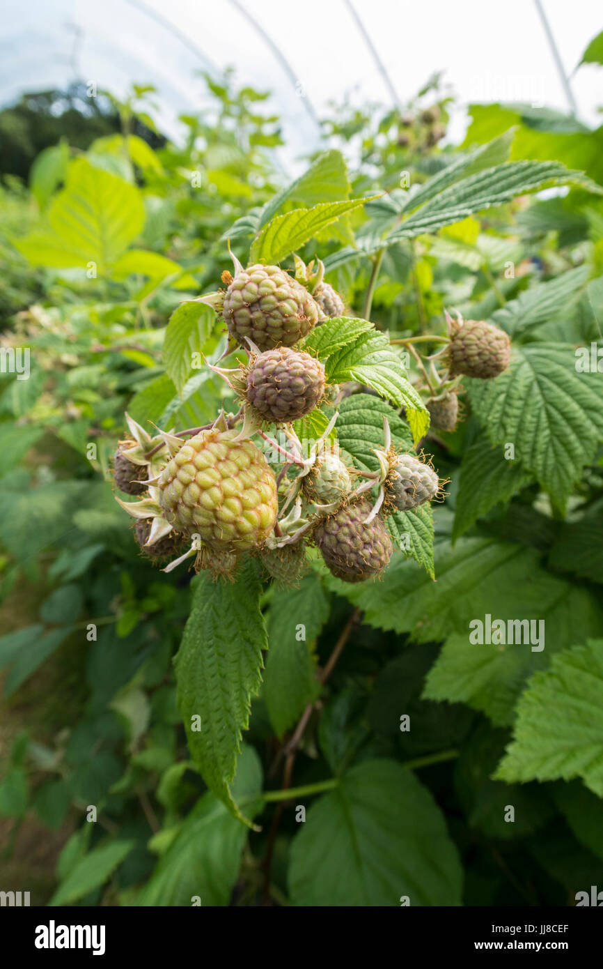 Himbeeren "Glen Ample" Reifung in einem kommerziellen Poly-tunnel Stockfoto