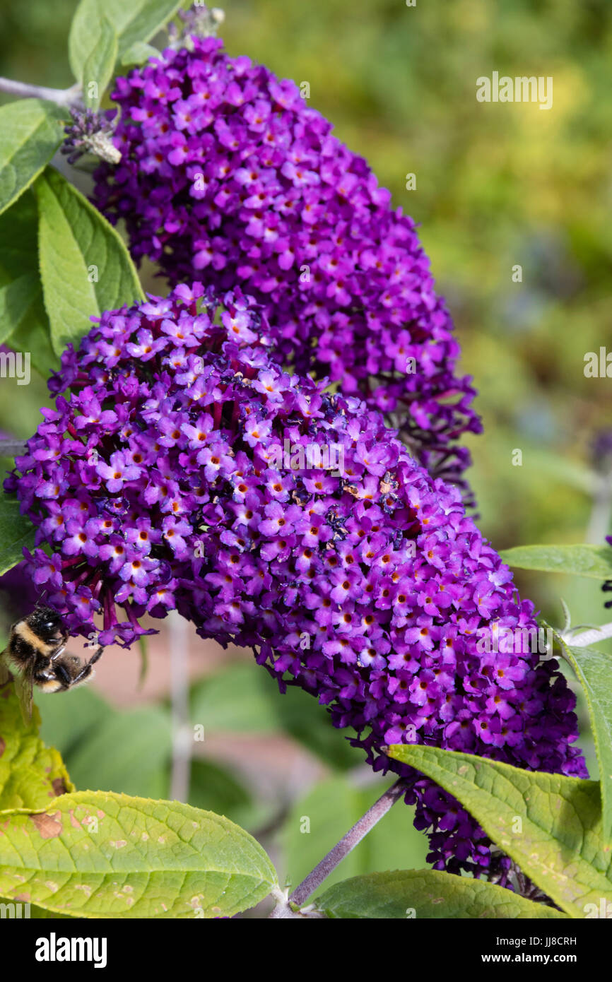 Sommer Blumen Rispen des kompakten niederwerfen Schmetterlingsstrauch Buddleja Davidii "Dreaming Lavendel" Stockfoto