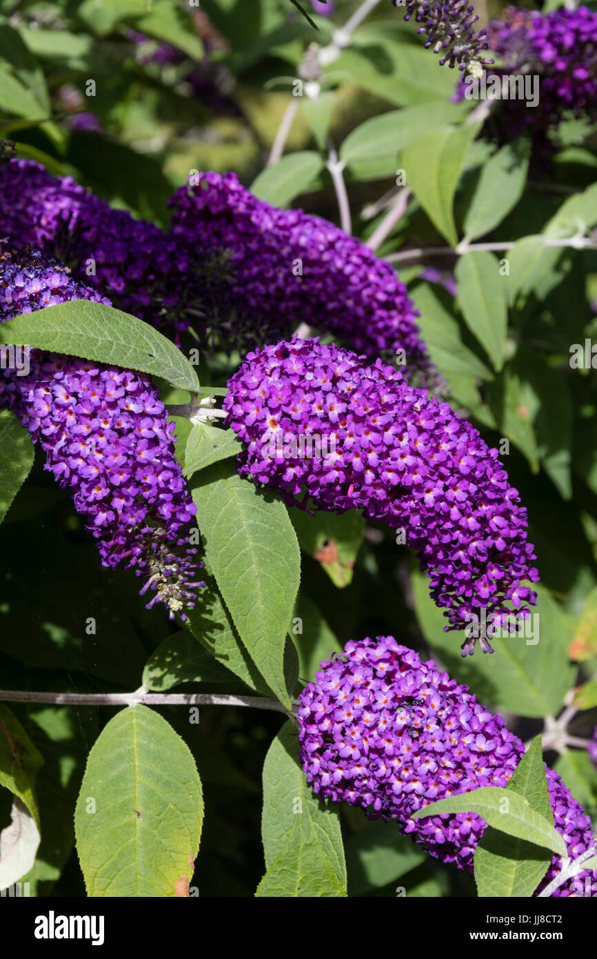 Sommer Blumen Rispen des kompakten niederwerfen Schmetterlingsstrauch Buddleja Davidii "Dreaming Lavendel" Stockfoto