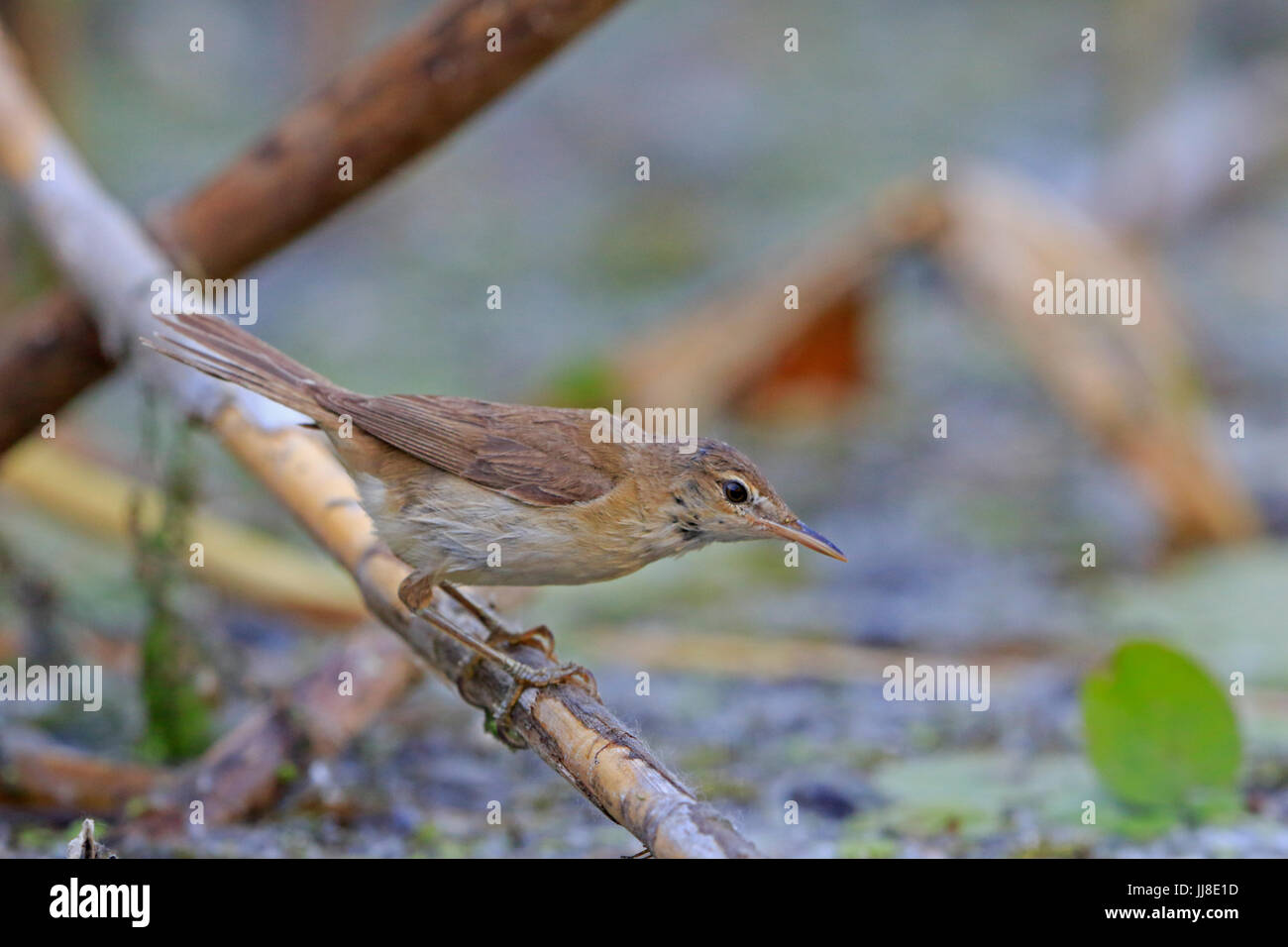 Europäische Rohrsänger im Donaudelta Rumäniens Stockfoto