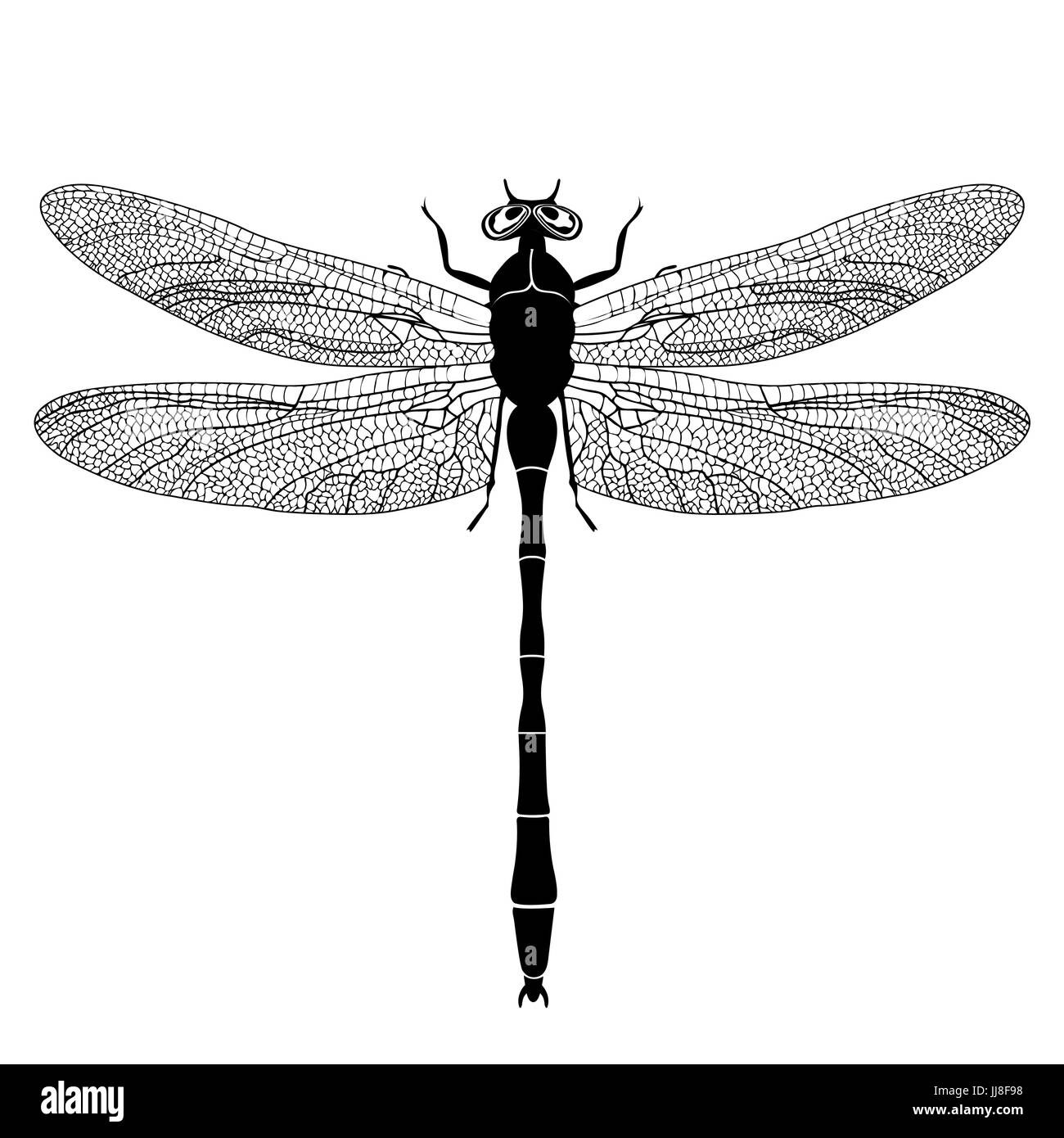 Libelle-Blick von oben, schwarze und weiße monochrome Abbildung, isoliert auf weißem Hintergrund, Vektor Insekt, Malbuch, Banner, Karte, Plakat, Stock Vektor