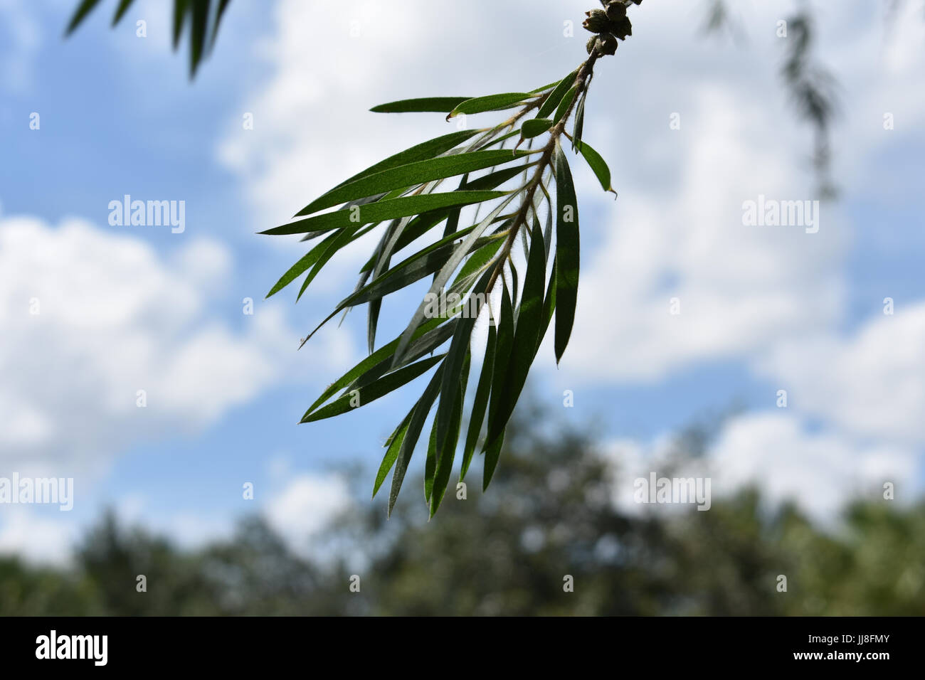 Baum Zweig Makroaufnahme mit Hintergrund unscharf blauer Himmel und Wolken Stockfoto