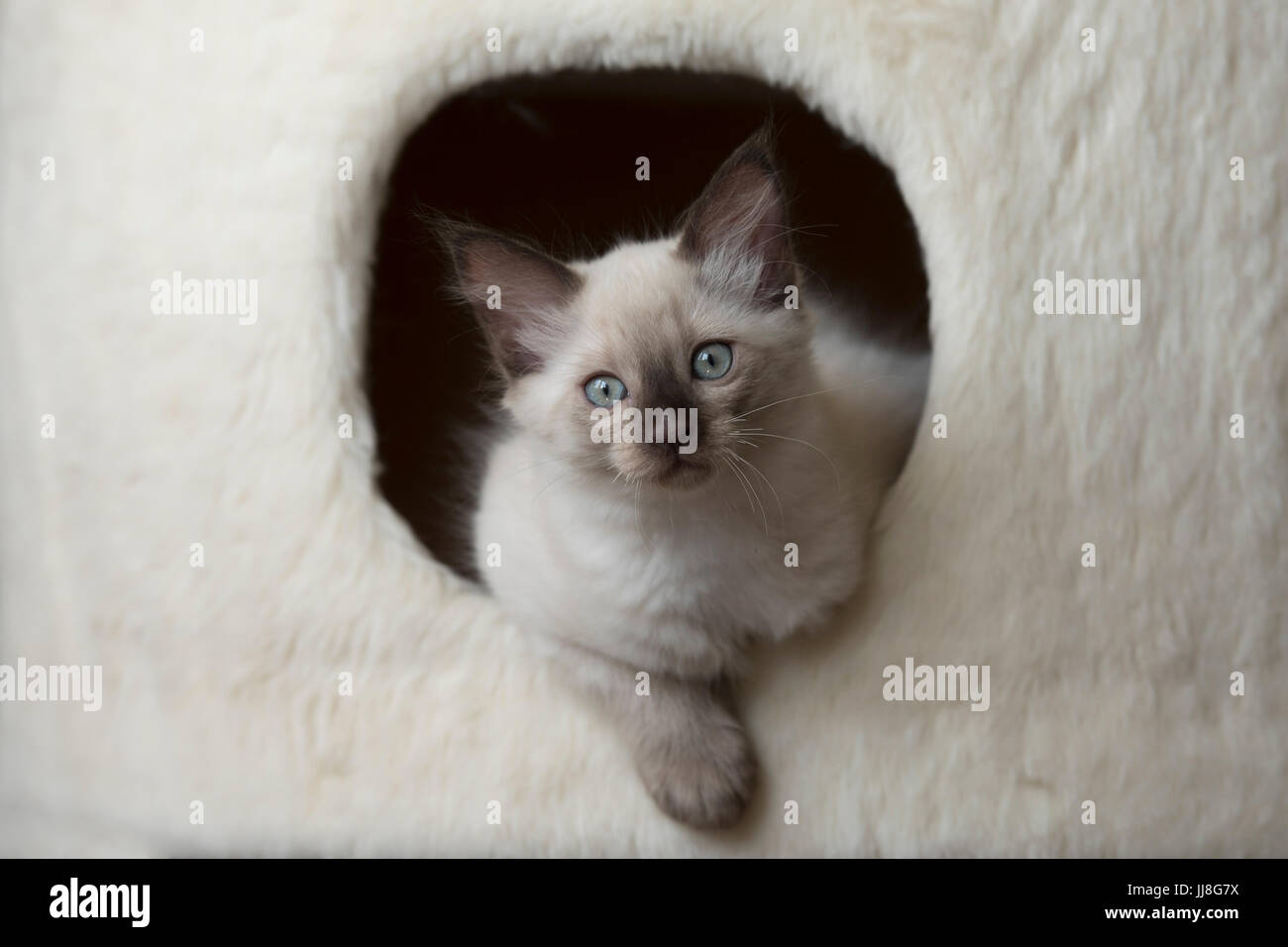 Süße la Perm Kätzchen Stockfoto