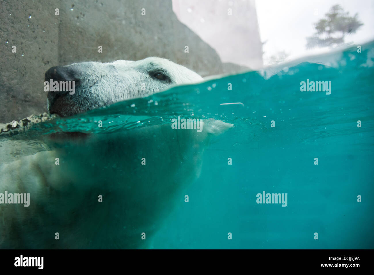 Ein Clouse, eines Eisbären schwimmen Stockfoto