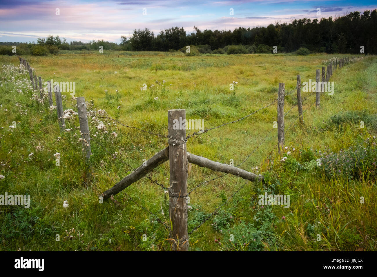 Zaunlinien trennen angrenzende landwirtschaftlichen Grundstücken in Westkanada Stockfoto