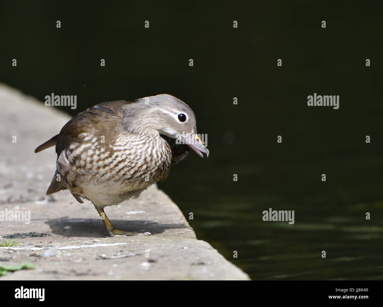 Eine weibliche Mandarin Ente am Teich in Bramall Park, Bramhall, Stockport, UK. Stockfoto