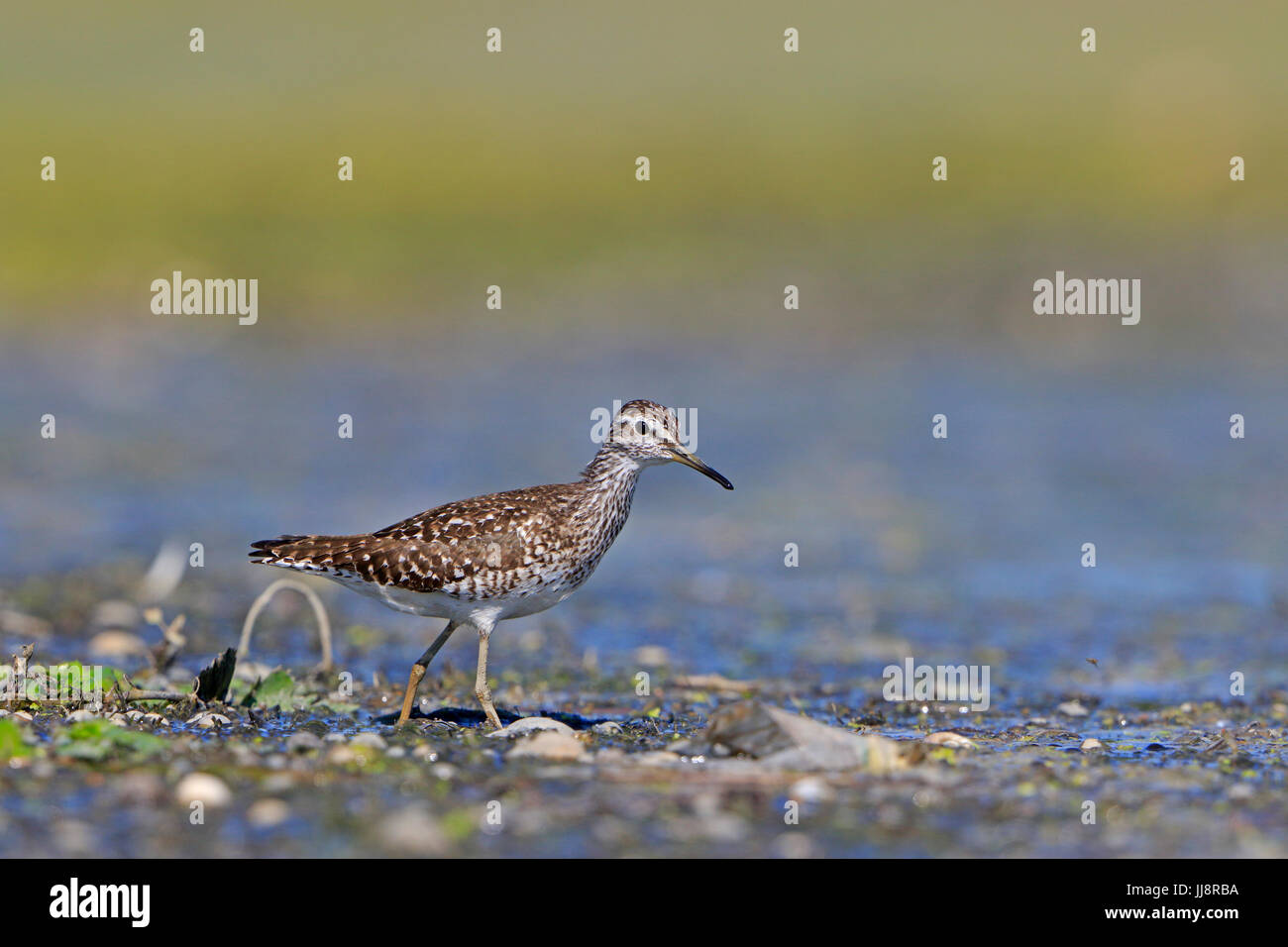 Bruchwasserläufer genommen im Donaudelta Stockfoto