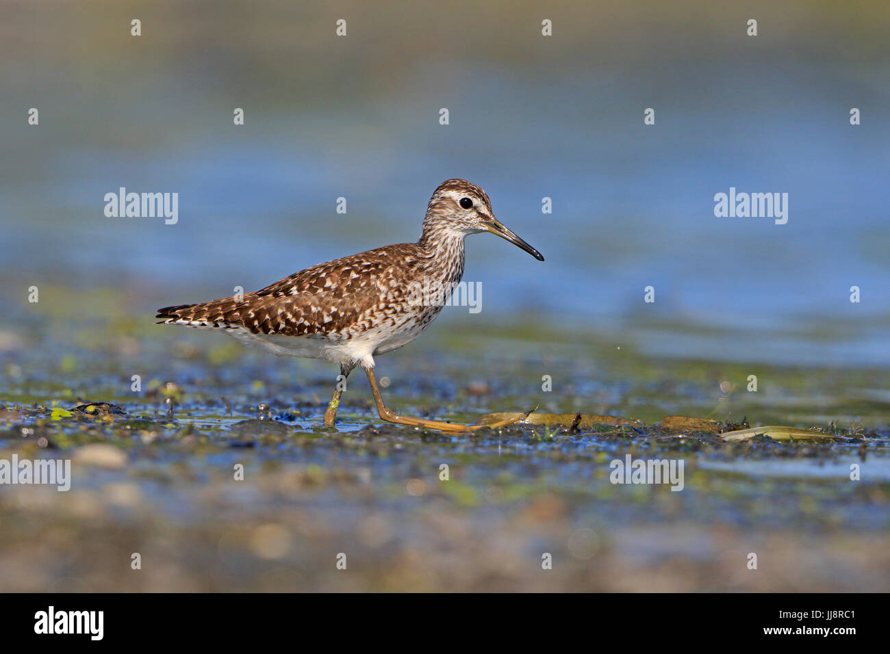 Bruchwasserläufer genommen im Donaudelta Stockfoto