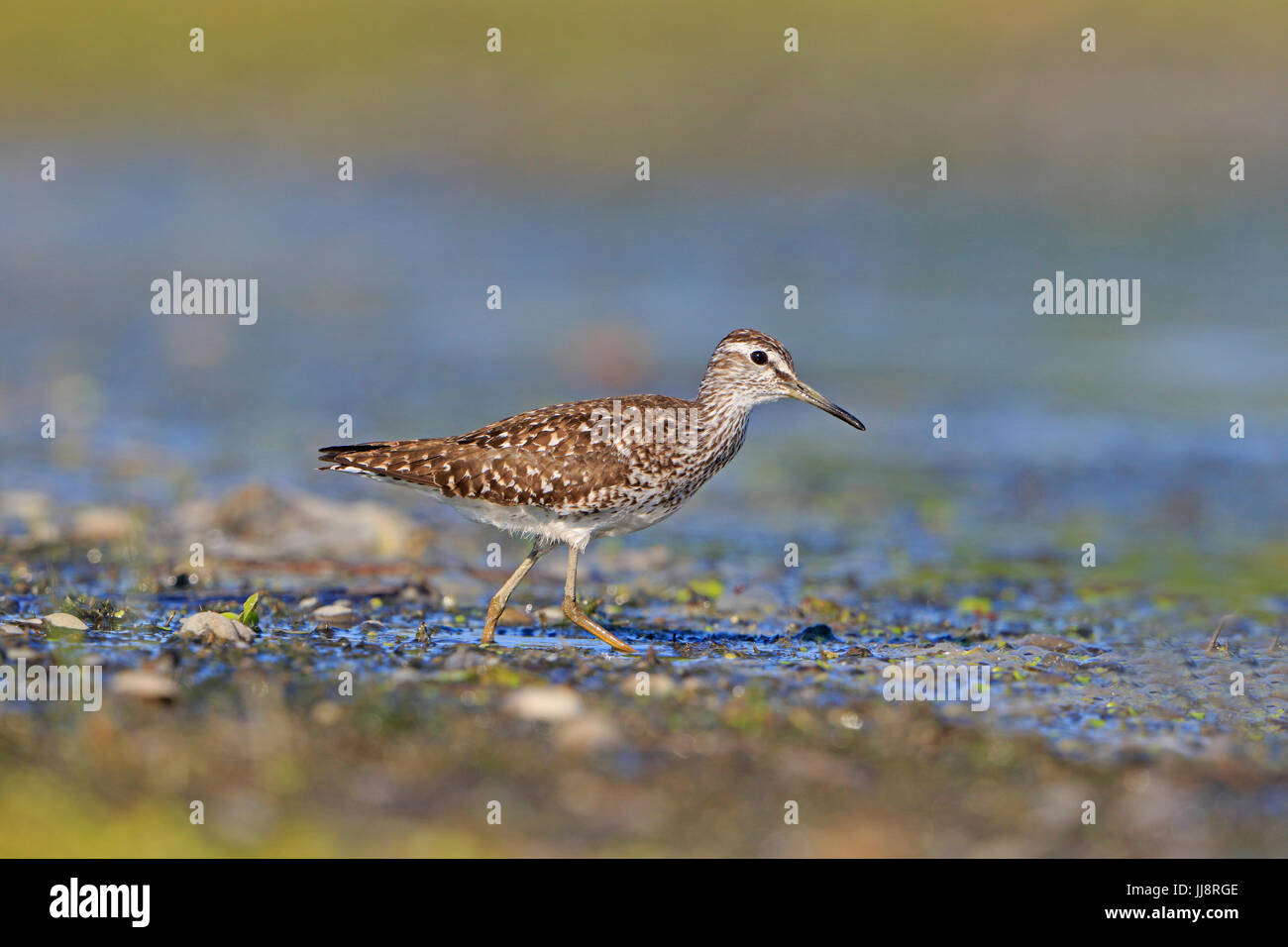 Bruchwasserläufer genommen im Donaudelta Stockfoto