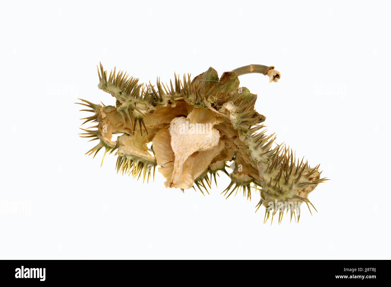 Thorn Apple, Seedhead / (Datura Stramonium) / Jimson Unkraut | Weisser Stechapfel, Fruchtstand / (Datura Stramonium) Stockfoto