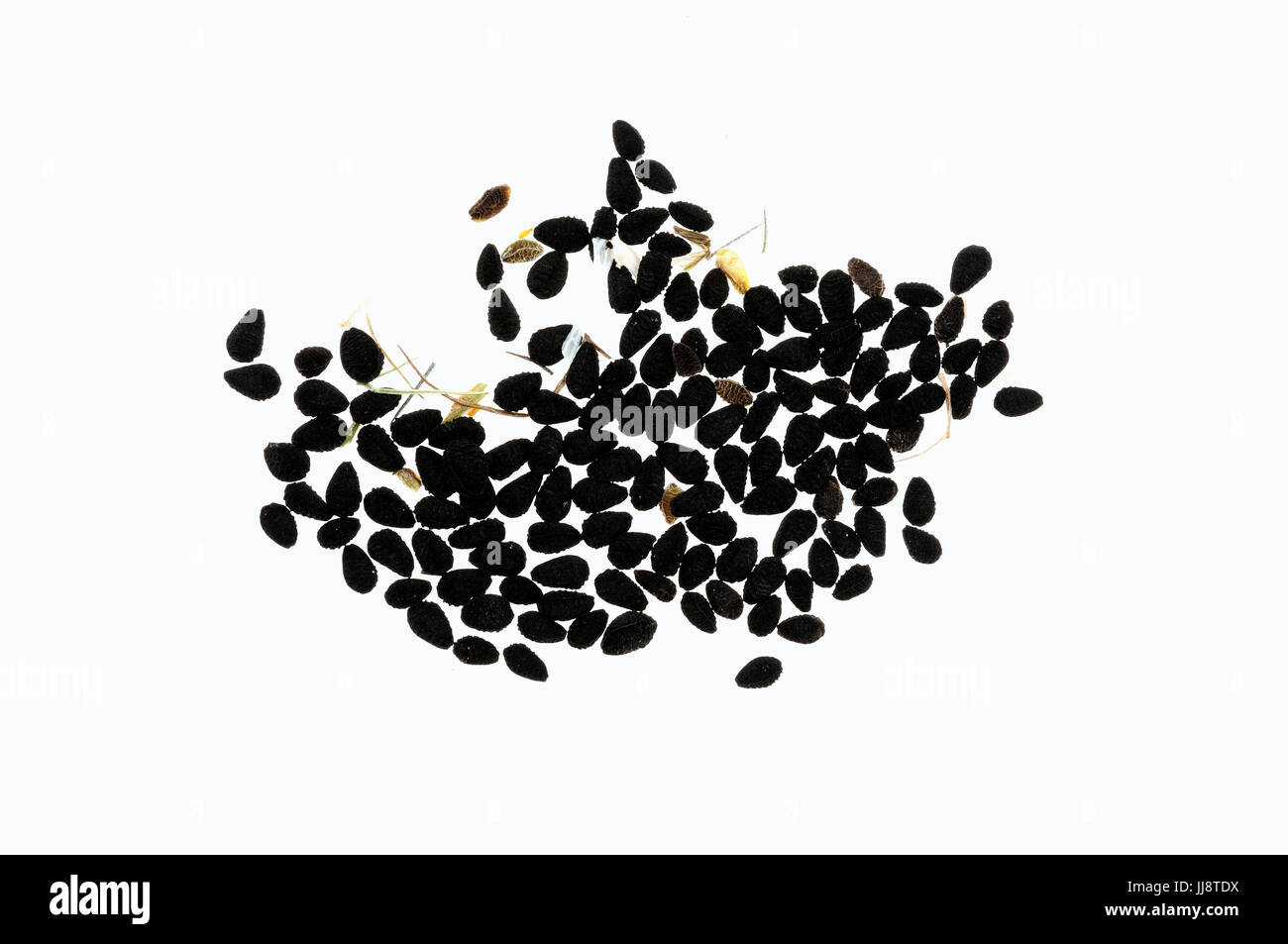 Love In A Mist Samen Nigella Damascena Schwarzkummel Jungfer Im Gruenen Samen Nigella Damascena Stockfotografie Alamy