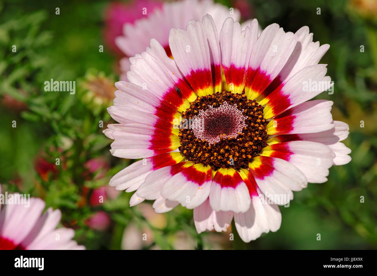 Daisy (Chrysanthemum Carinatum) lackiert / Tricolor Daisy | Bunte Wucherblume / (Chrysanthemum Carinatum) Stockfoto