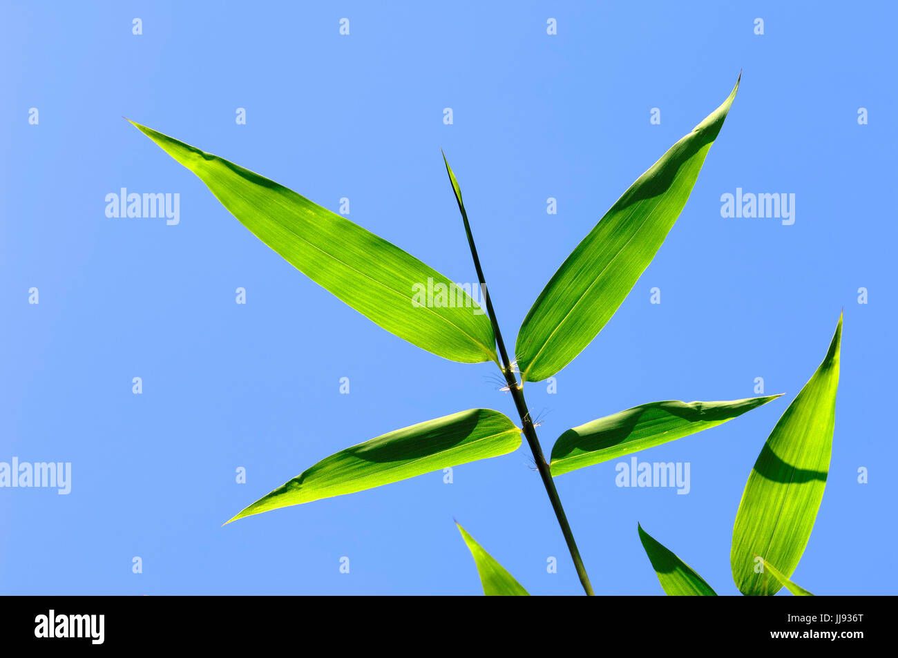 Japanische Holz Bambus Blätter / (Phyllostachys Bambusoides) | Monumentalskulptur, Blaetter / (Phyllostachys Bambusoides) Stockfoto