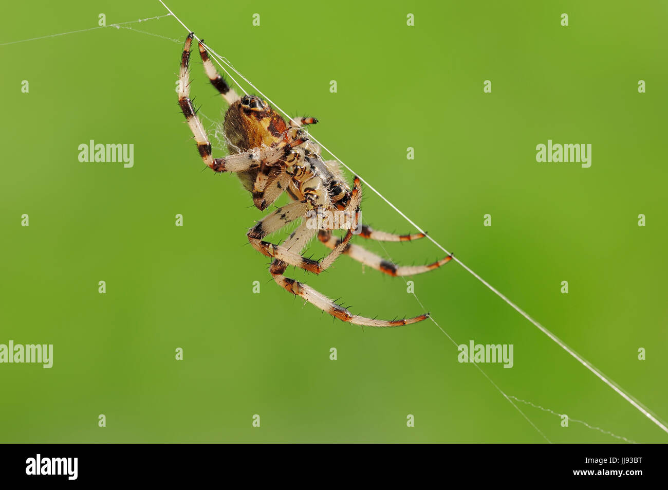 Vier vor Ort Orb Weaver, Weiblich, North Rhine-Westphalia, Deutschland / (Araneus Quadratus) / Fourspotted Orbweaver Stockfoto