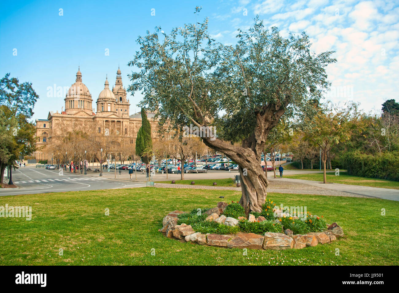 Alter Olivenbaum auf Rasen mit Blumen mit nationalen Kunstmuseum von Katalonien im Hintergrund an Frühlingstag in Barcelona, Spanien Stockfoto