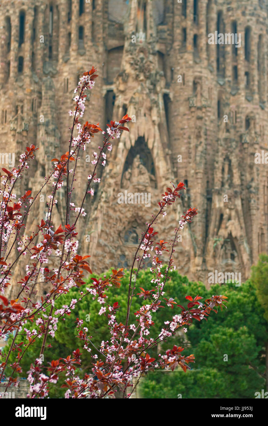 blühenden Kirschbaum mit Blury Kathedrale La Sagrada Familia von Antonio Gaudi im Hintergrund an Frühlingstag in Barcelona, Spanien Stockfoto