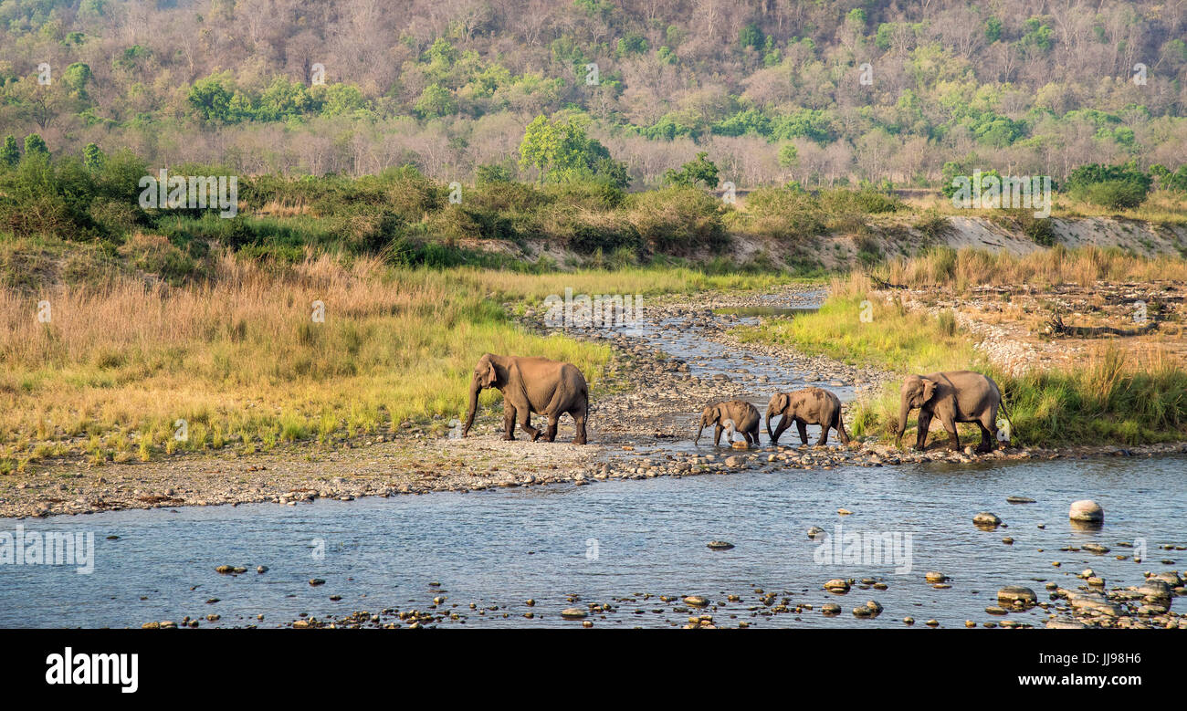 Elephant & Ihre Familie Stockfoto