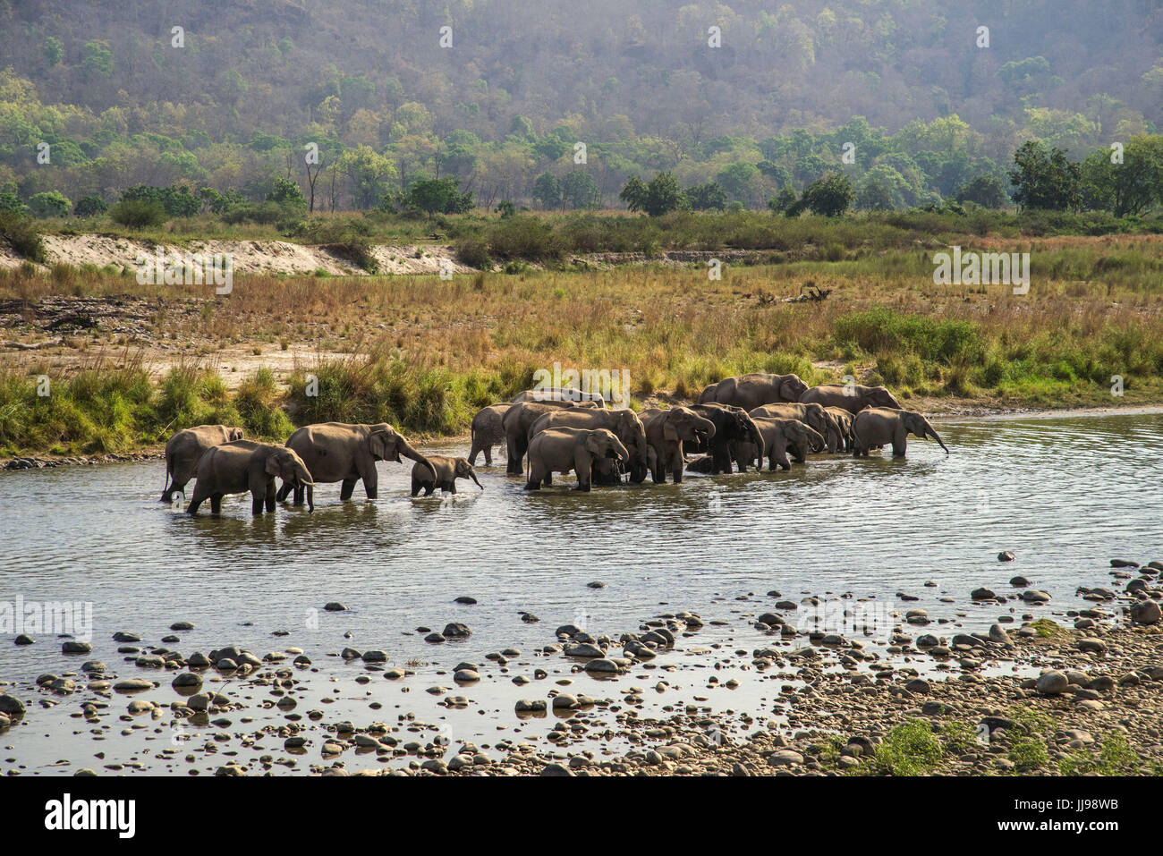 Herde & Herdenfamilie im Paradies der Natur Stockfoto