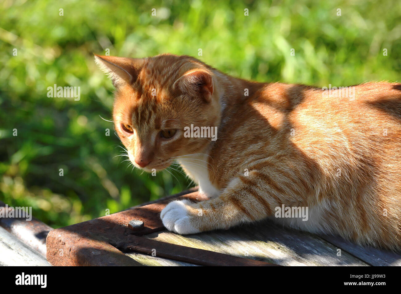 Orange Katze sitzt im Schatten auf einer Holzfläche im Garten Stockfoto