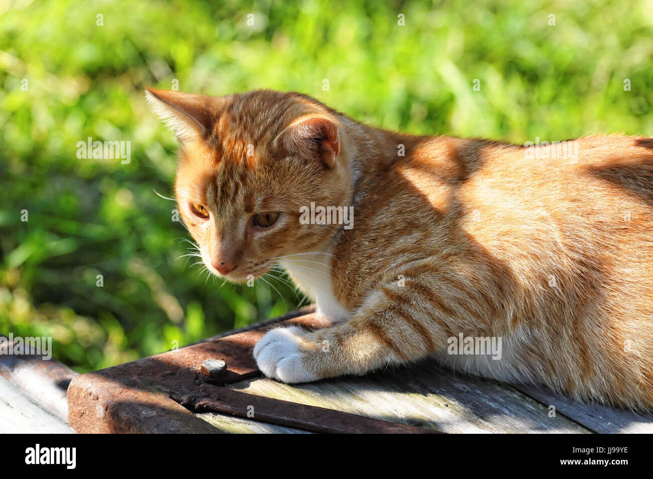Orange Katze sitzt im Schatten auf einer Holzfläche im Garten Stockfoto