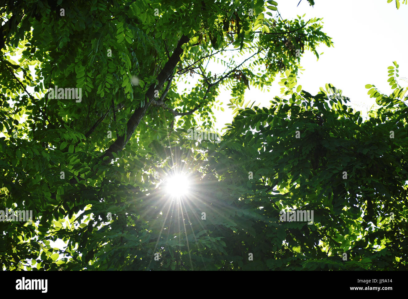 Sonne-Fackeln durch Blätter und Bäume Stockfoto