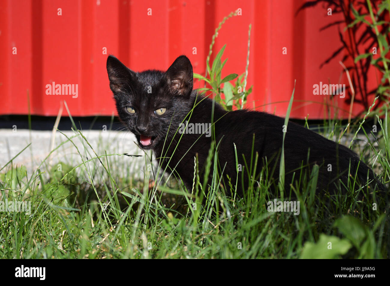 Schwarze Katze im Gras gegen rote Zaun Stockfoto