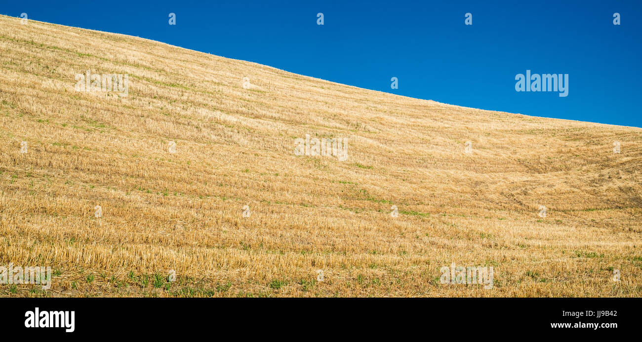Weizenfeld Hintergrundtextur beschnitten Stockfoto