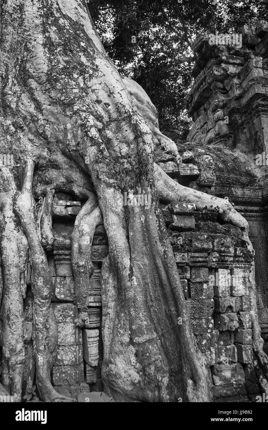 Detail der geschnitzten Stein und Baum-Root, Innenhof, Ta Prohm, Angkor, Siem Reap, Kambodscha: Schwarz und Weiss Stockfoto