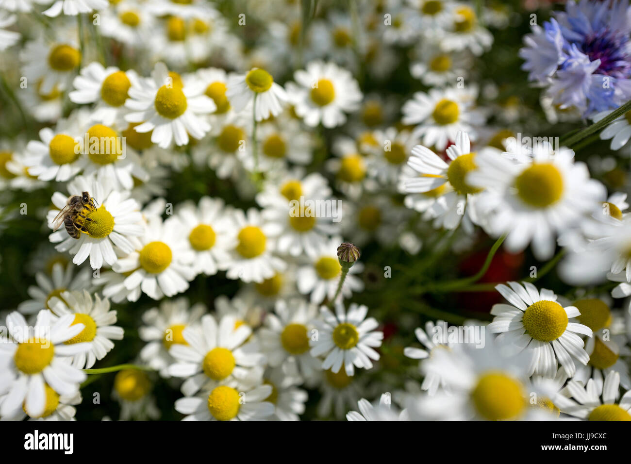 Biene saugt Nektar aus Kamille auf Wildblumenwiese Stockfoto
