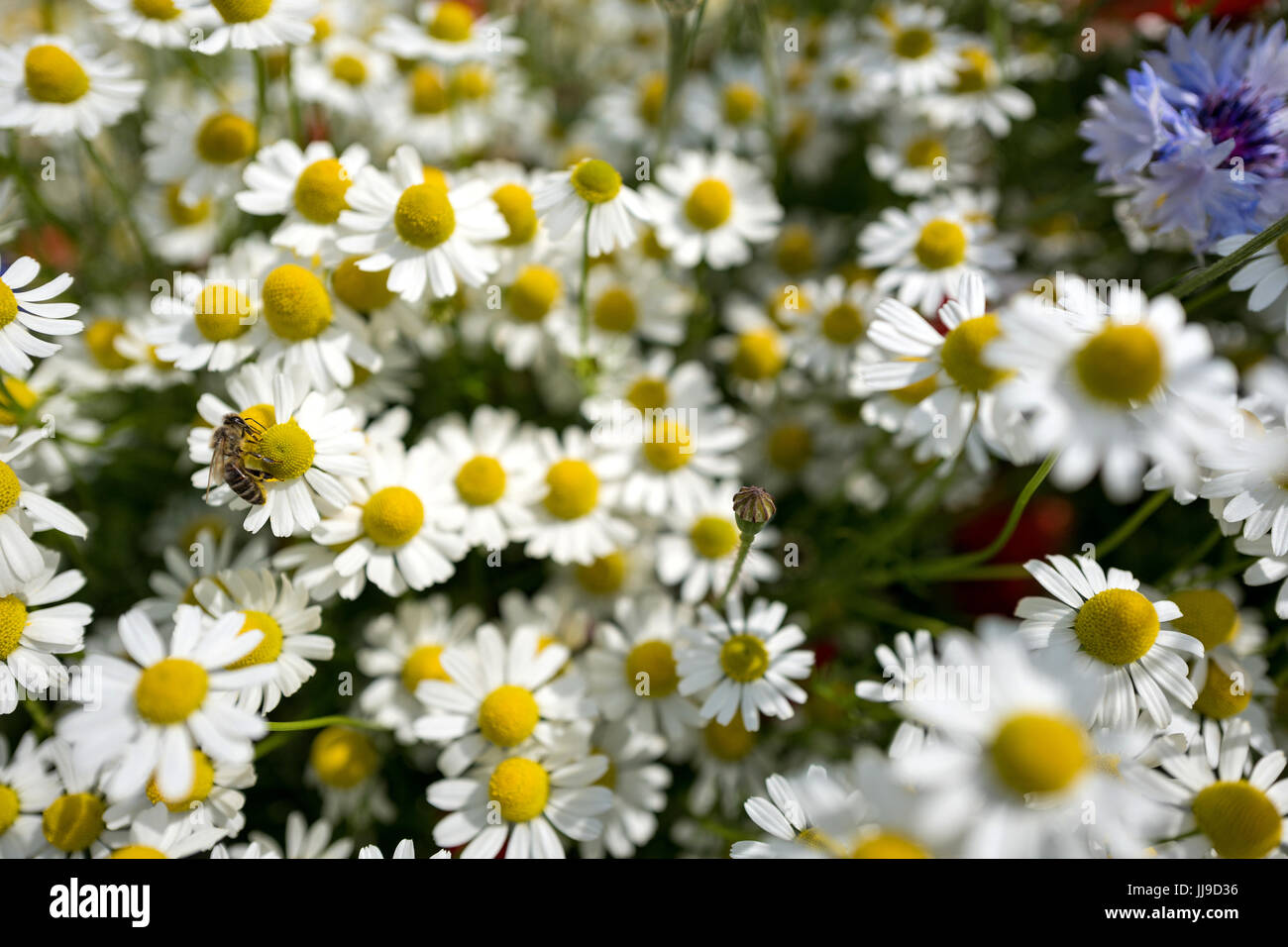Biene saugt Nektar aus Kamille auf Wildblumenwiese Stockfoto