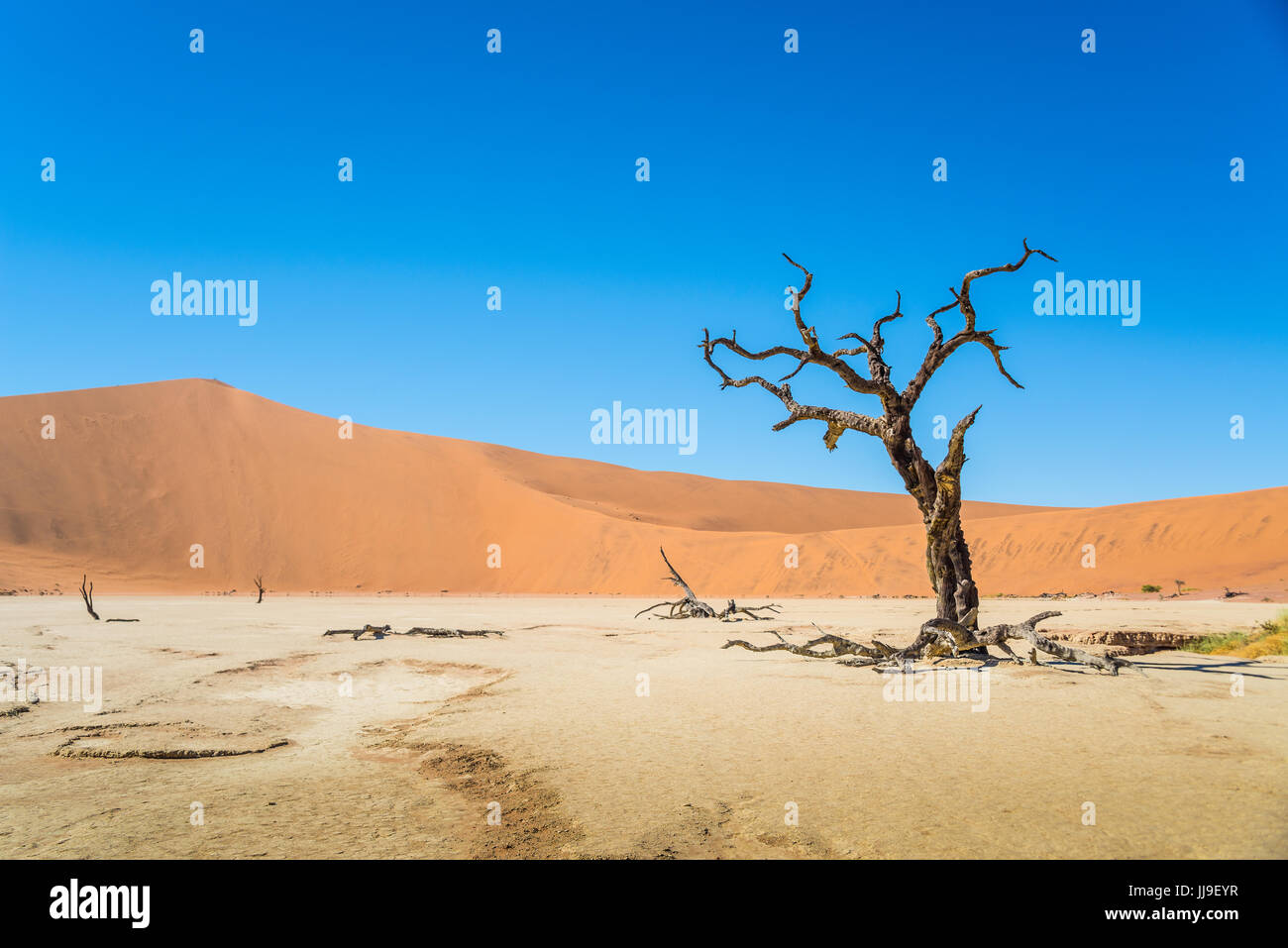 Einsam und toten Baum im Deadvlei mit Dune 7, Namibia Stockfoto