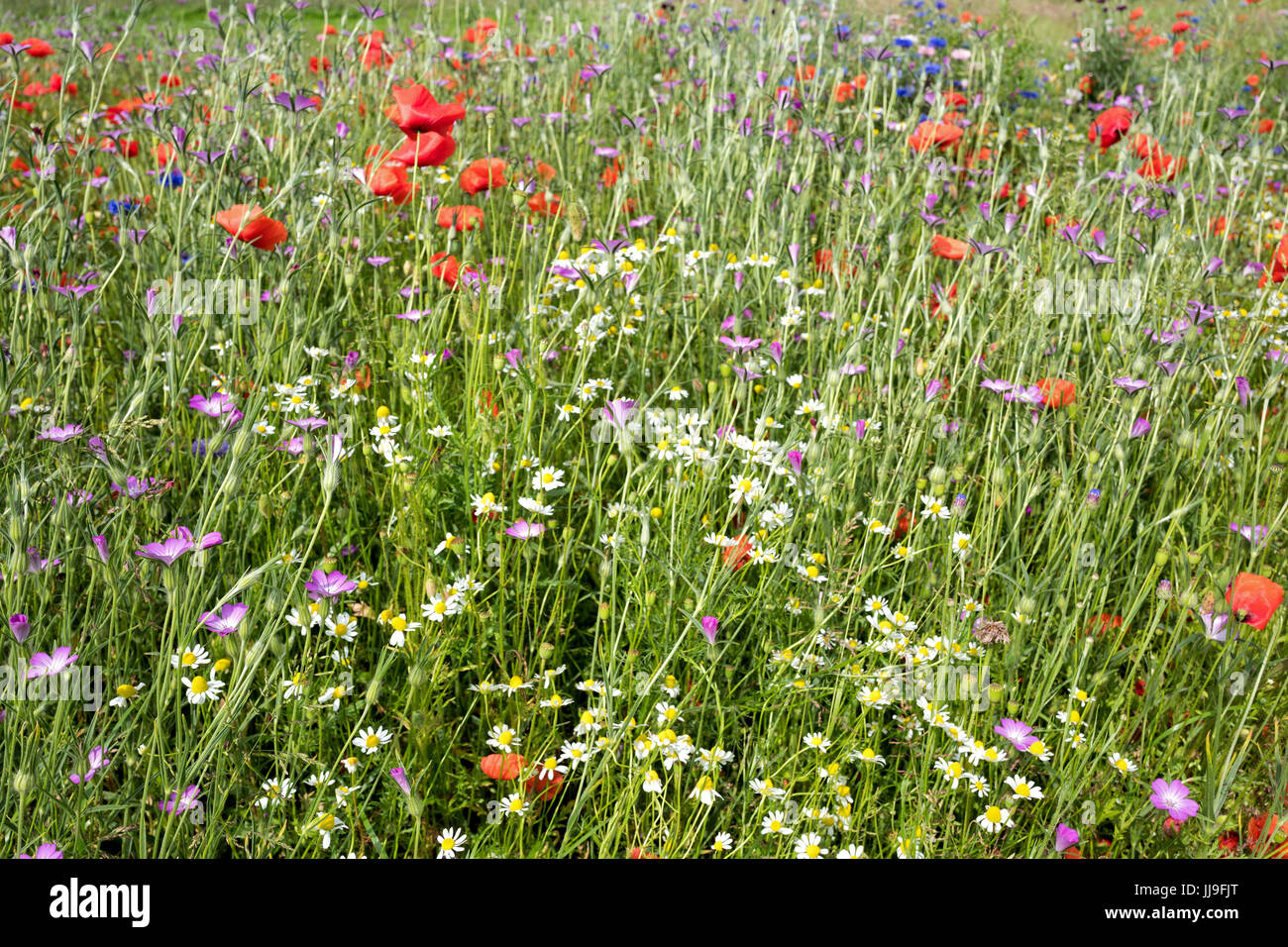 Wildblumenwiese im Sommer mit Mohn und Kamille Stockfoto