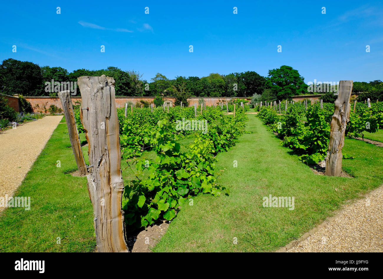 ummauerten Garten Weinrebe Weinberg, Holkham Hall, North Norfolk, england Stockfoto
