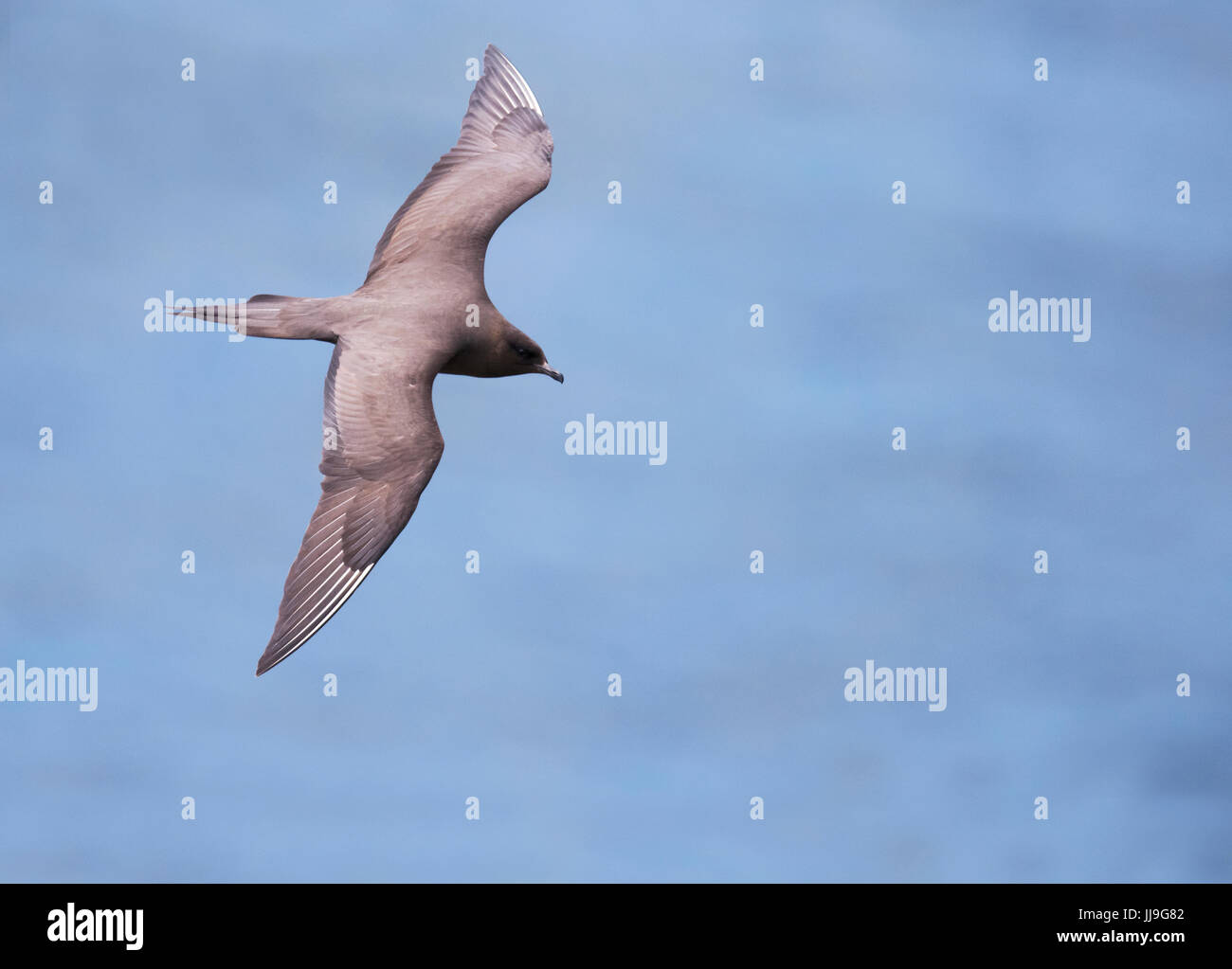 Ein Arctic Skua (Stercorarius Parasiticus) während des Fluges aus Shetland, UK Stockfoto