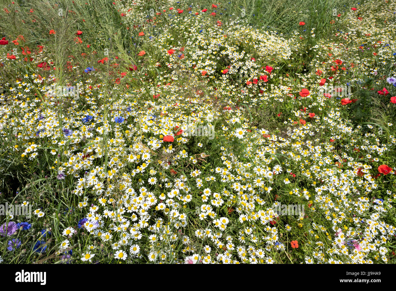 Wildblumenwiese im Sommer mit Mohn und Kamille Stockfoto